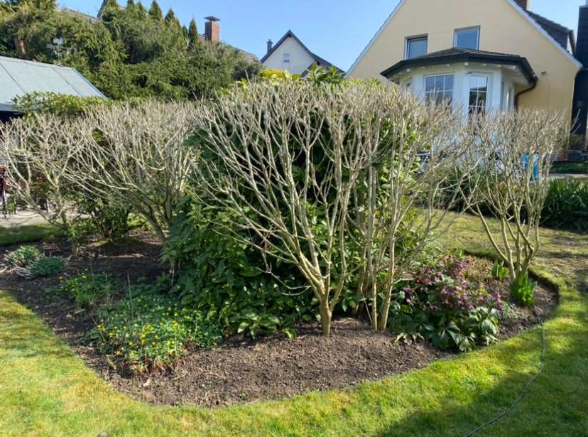 Gepflegter Garten mit Sträuchern vor einem Wohnhaus